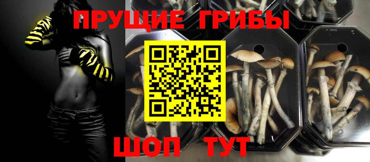Георгиевск  Псилоцибиновые грибы Cubensis  Вход с VPN 